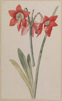 X 072b
          <br/>
          Rood-witte Amaryllis
          <br/>
          <em>Schwegman, Hendrik (1761-1816) - toegeschreven aan</em>